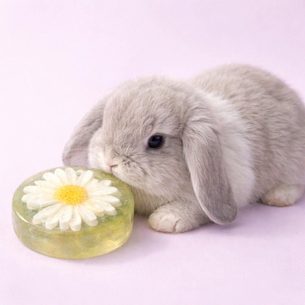 Gray rabbit sniffing a soap flower-shaped soap on a light purple background